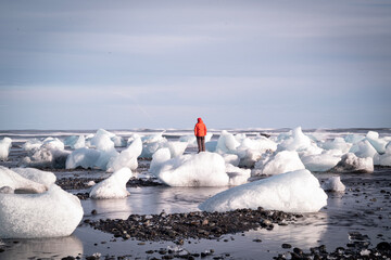seagulls on the beach