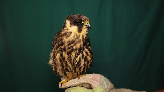 Falconer holds a falcon on his gloved hand.
Eurasian hobby (subgenus Hypotriorchis) isolated on a green background.
Saker (Saqr) (Falco).
Falconry or keeping falcons and racing them in the middle east