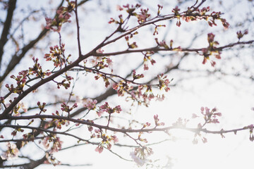 桜