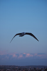 Fototapeta na wymiar bird in flight