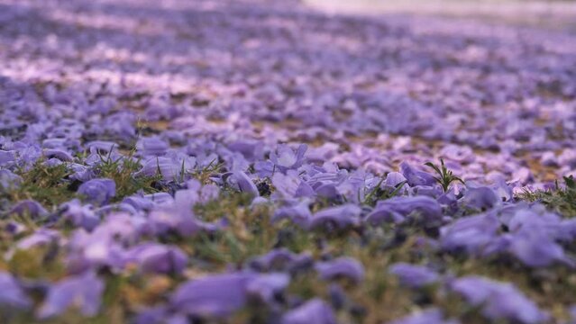 Carpet of jacaranda blossoms lie on shaded ground, fresh flowers fall from above