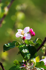 A beautiful blossom on a branch of an apple tree in spring. - 536890597
