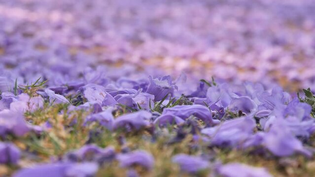 Bed of flowers lying on grass below Jacaranda trees. Blooms land as the breeze blows