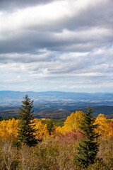 黄葉の白樺林と秋の大地
