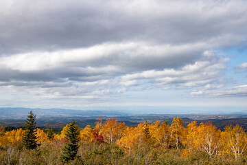 黄葉の白樺林と秋の大地
