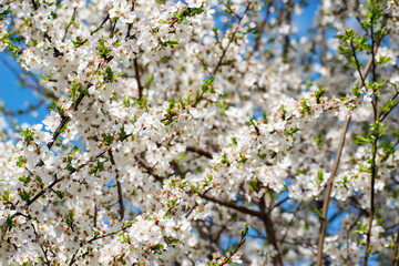 Spring background with plum blossoms. many little white flowers on a branch. - 536890925
