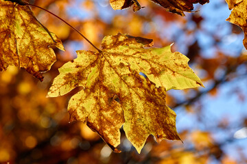 Sunlit Maple Leaf Changing Colours