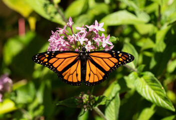 Monarch Butterfly on Pink Penta Flowers