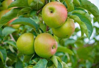 fresh apples on the tree in harvest season