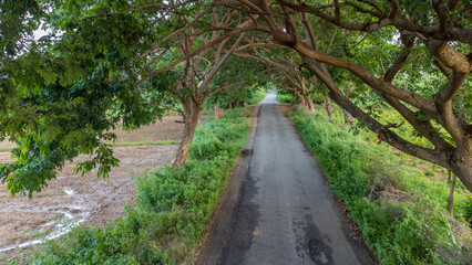 Fototapeta premium Road with trees on both sides in INDIA