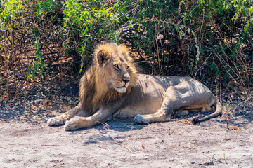 Big lion close-up resting in the shade during the midday heat