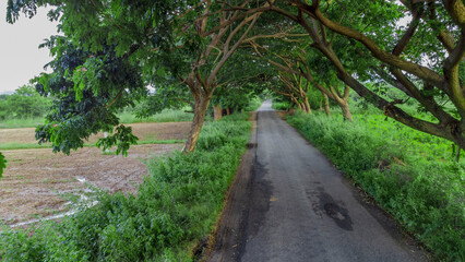 Road with trees on both sides in INDIA