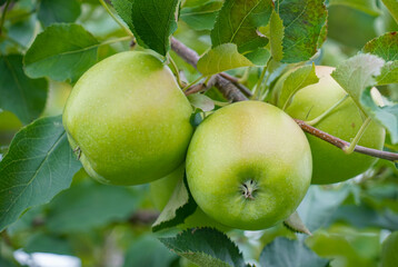 fresh apples on the tree in harvest season