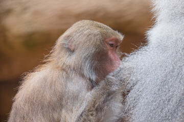 A female baboon (papio) sitting close to a male baboon