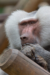 Portrait of a male baboon (papio)