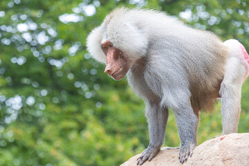 A male baboon (papio) standing and angrily watching something