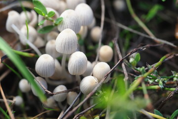 small white mushrooms in the grass close-up autumn