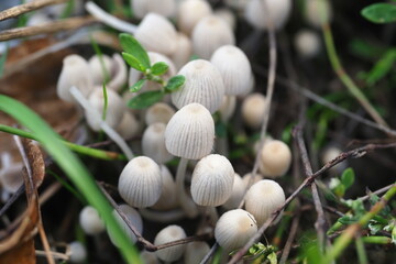 small white mushrooms in the grass close-up autumn