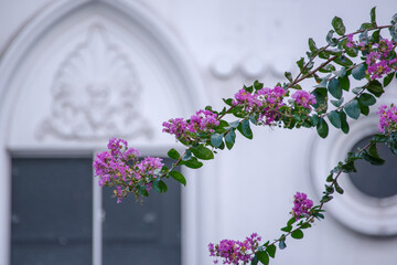 紫のサルスベリが咲く