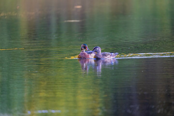 Wood Duck Couple (Carolina Duck Couple) Swimming In Colorful Pond Water Due To Light Reflections
