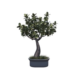 decorative flower in a pot isolated on white background, 3D illustration, cg render