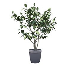 decorative flower in a pot isolated on white background, 3D illustration, cg render