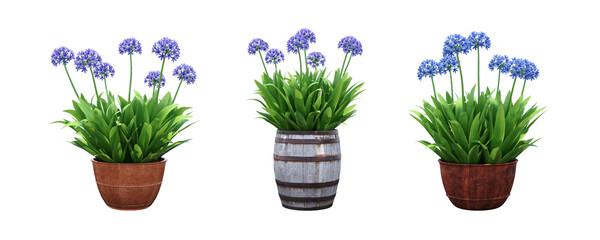 decorative flower in a pot isolate on a transparent background, 3D illustration, cg render