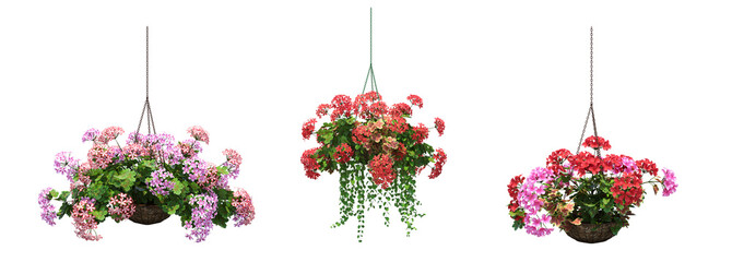 decorative flower in a pot isolate on a transparent background, 3D illustration, cg render
