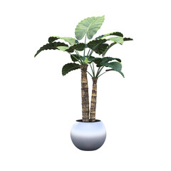 Obraz na płótnie Canvas decorative flower in a pot isolate on a transparent background, 3D illustration, cg render