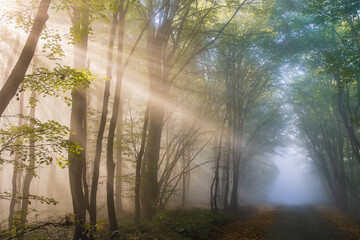 Foggy forest with sunrays in autumn season