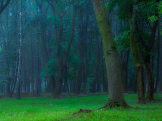 Morning forest in summer in thick fog. Dark gloomy woods, mysterious park. Strange place.