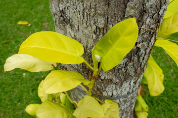 Ornamental philodendron vines on the tree © Kanurism