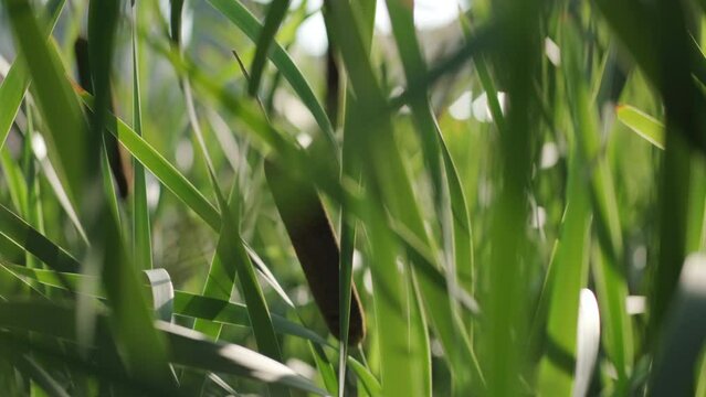 Bulrush pond reeds close up blowing in the wind