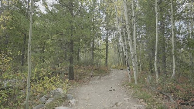 Green Turning Yellow Trees Vibrant Colors of an Alpine Aspen Forest Trail in Autumn Fall