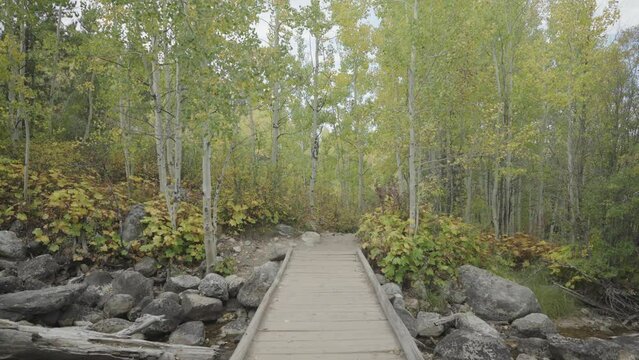 Green Turning Yellow Trees Vibrant Colors of an Alpine Aspen Forest Trail in Autumn Fall