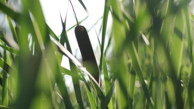 Bulrush pond reeds close up back lit by the sun