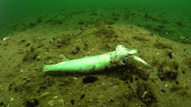 Rare footage of three spine stickleback half swallowed by baltic herring. Stickleback is still alive in the mouth of baltic herring who is already dead. Baltic Sea, Estonia.