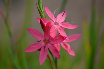 牧歌の里の可憐なウインターグラジオラス