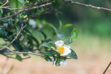 Green tea tree Flower fresh leaves in eco herbal farm. Tree tea plantations in morning sun light. Freshness herbal natural garden farmland. Drinking organic relax. Green tea tree in farm