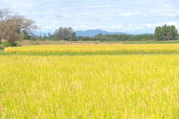 収穫時期を迎えた稲が広がる田舎の風景
