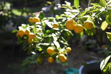 oranges on tree