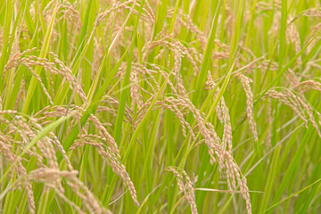 収穫時期で黄色く色付いた稲