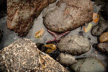 Starfish tide pool Oregon coast