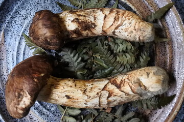 三陸産マツタケ