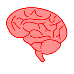 human brain illustration