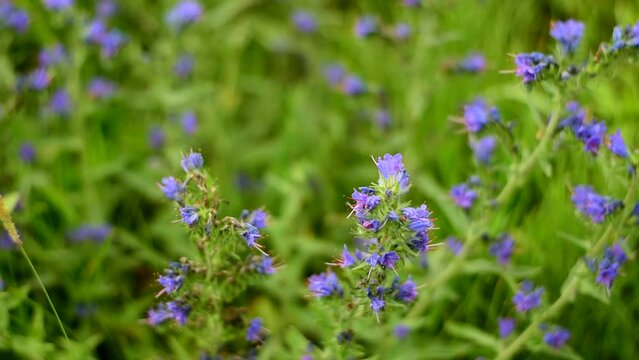 Flowers of alfalfa in the field. Medicago sativa.
