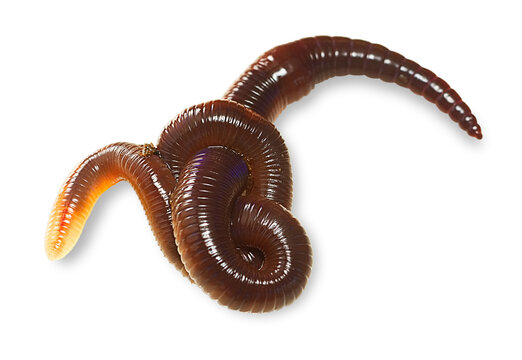 Beautiful close-up earthworm image with transparent background. Easy to use for presentations or articles. Images can be placed on different colored backgrounds.