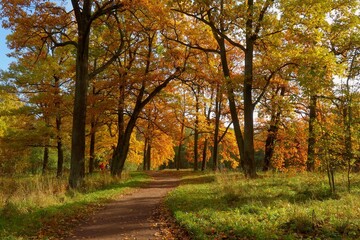 autumn in the park