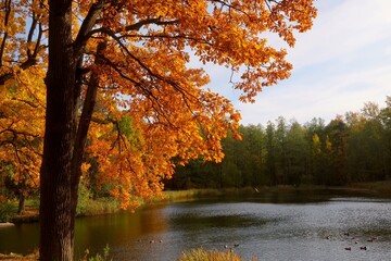 Obraz na płótnie Canvas autumn in the park