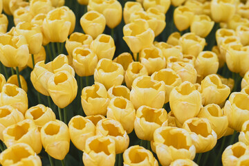 Field of yellow tulip flowers. Spring season - 536901176